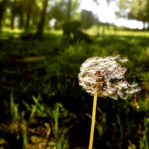 Weed nature plant