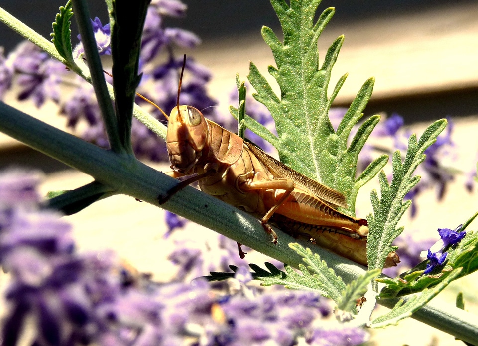 Bug cicadidae fauna