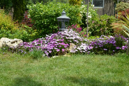 Chichewa garden daisy violet