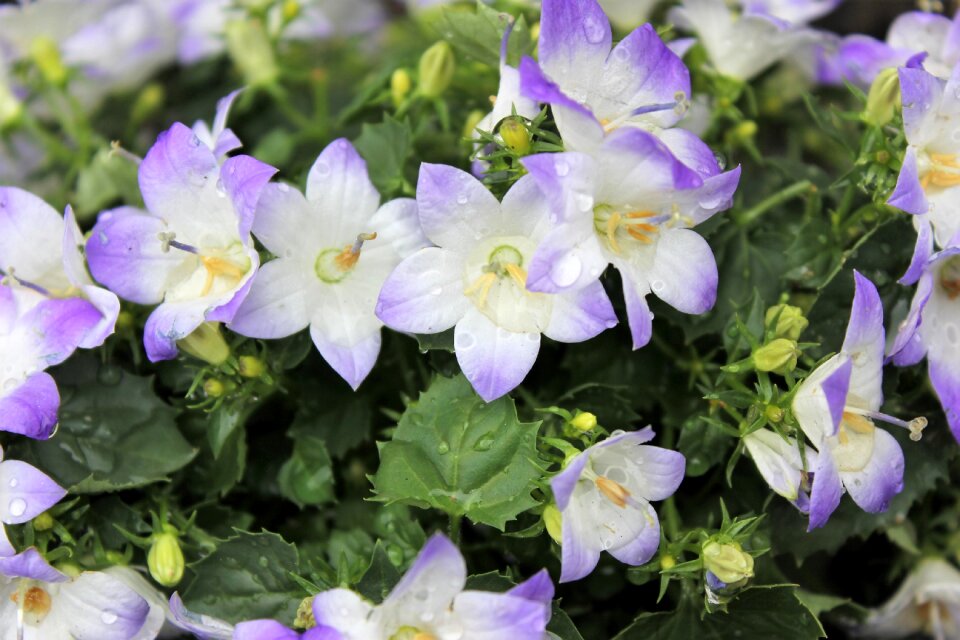 Garden flower blue flower beautiful