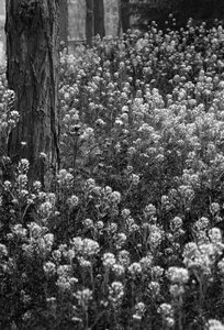 Trees flowers black and white