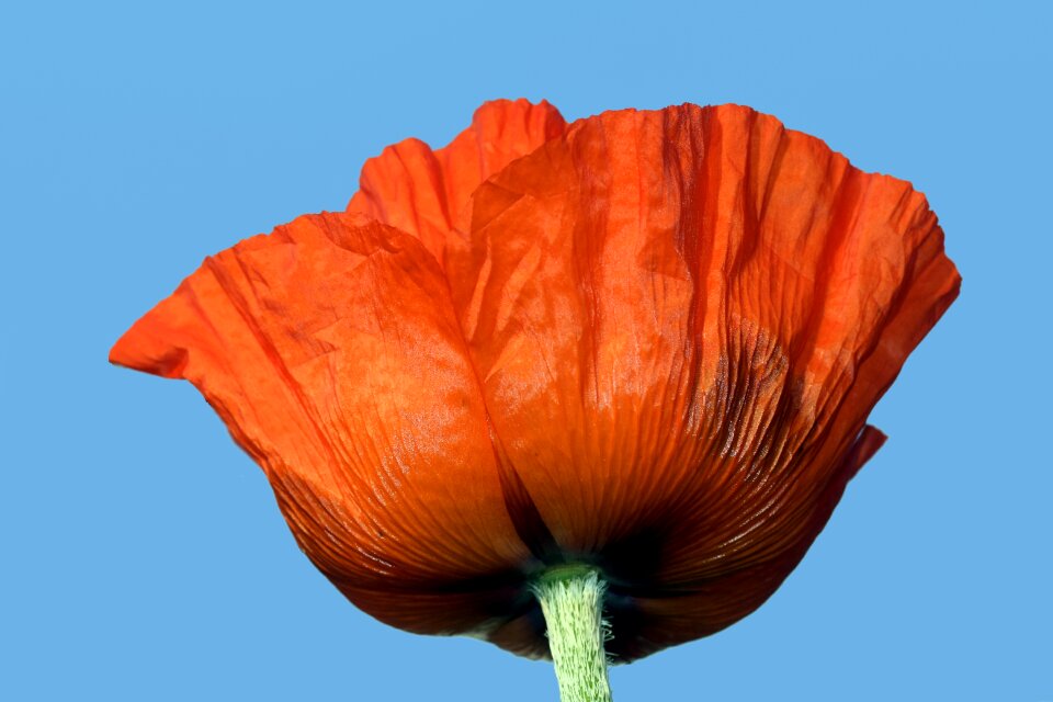 Red poppy red flower