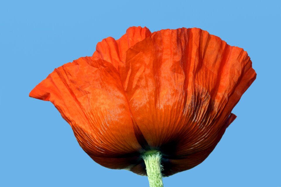 Red poppy red flower photo