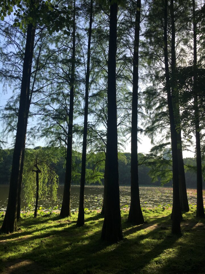 East lake light and shadow vertical