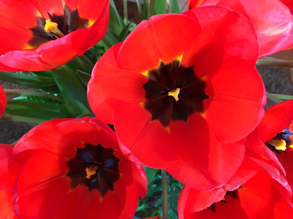 Washington usa spring