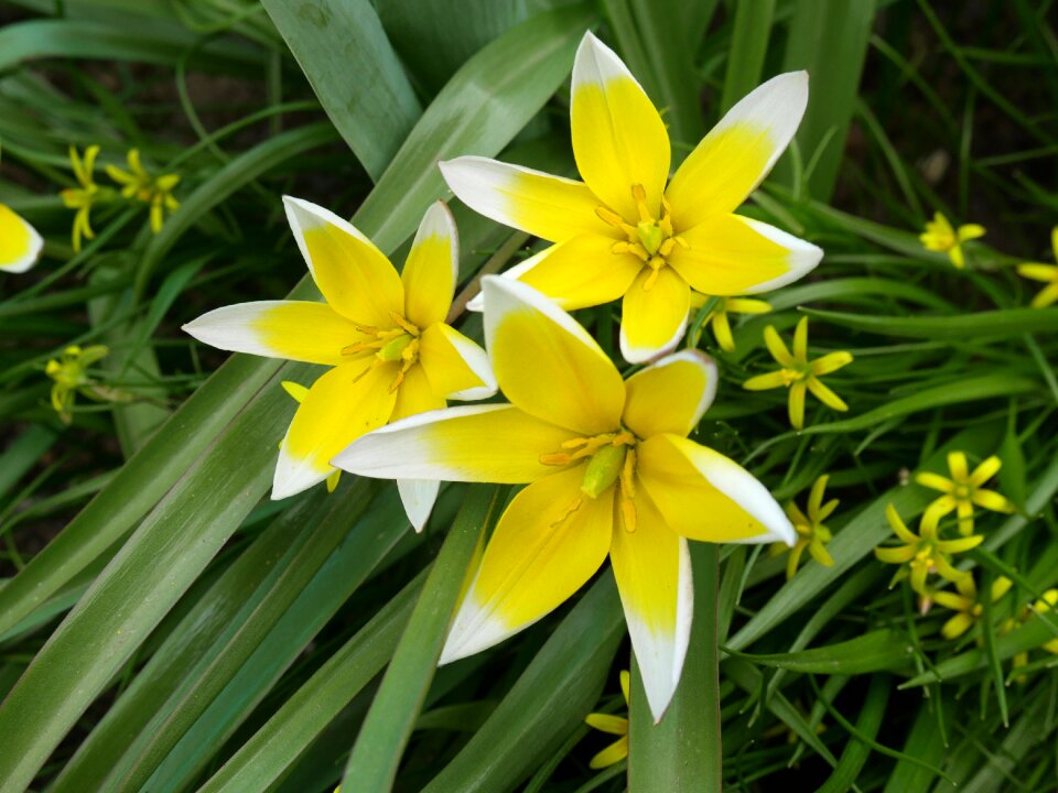 Closeup living nature beautiful flower