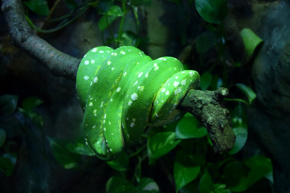 Scale tree branch