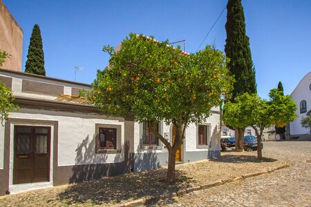 Orange tree fruit portugal photo