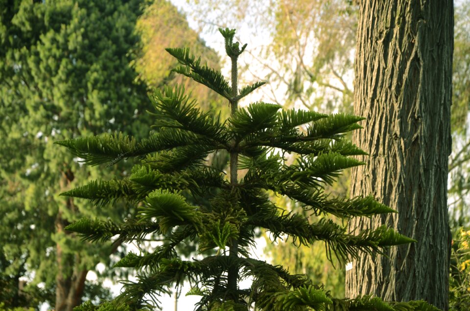 Nature forest green leaves