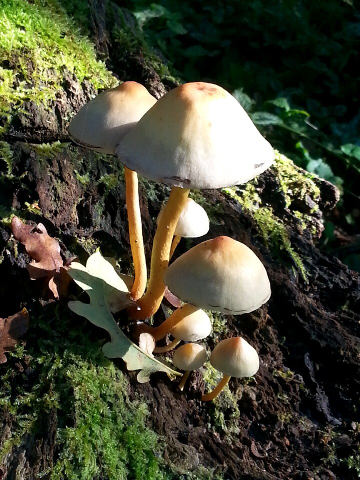 Mushroom autumn clingendael