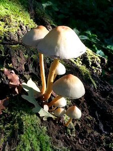 Mushroom autumn clingendael