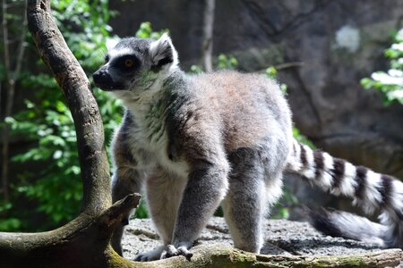 Wildlife nature zoo