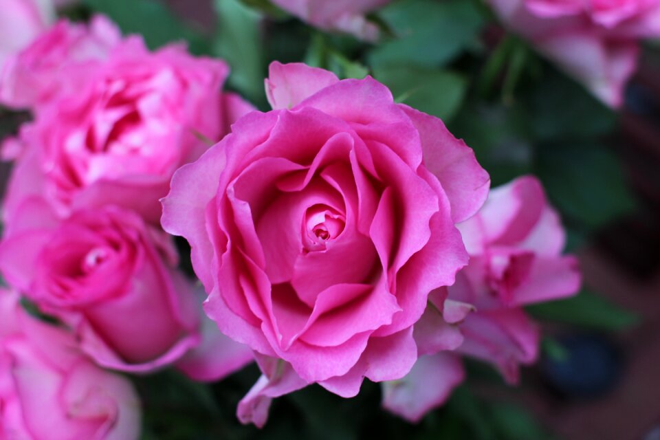 Floral nature petal