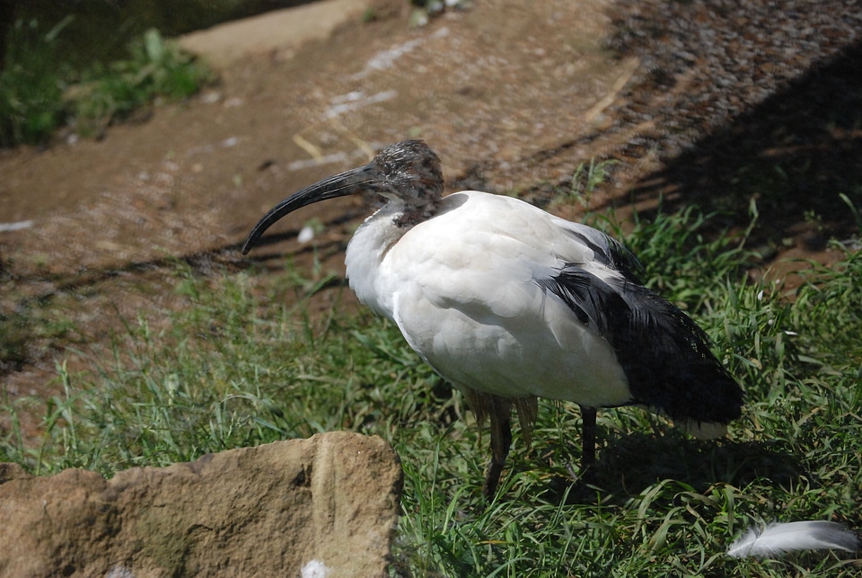 Exotic zoo feathers photo