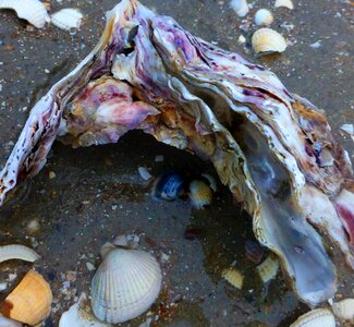 Wild oysters zeeland north sea