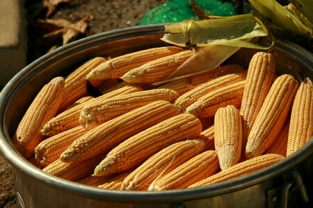 Maize nature food