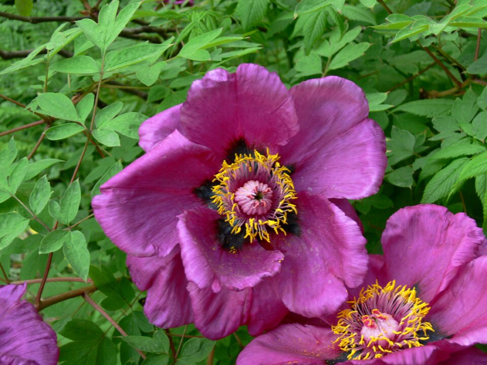 Garden blossom
