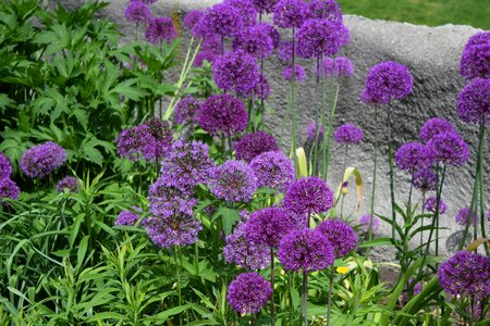 Purple flower floral plant