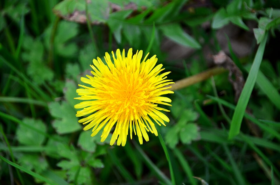 Flora field flower