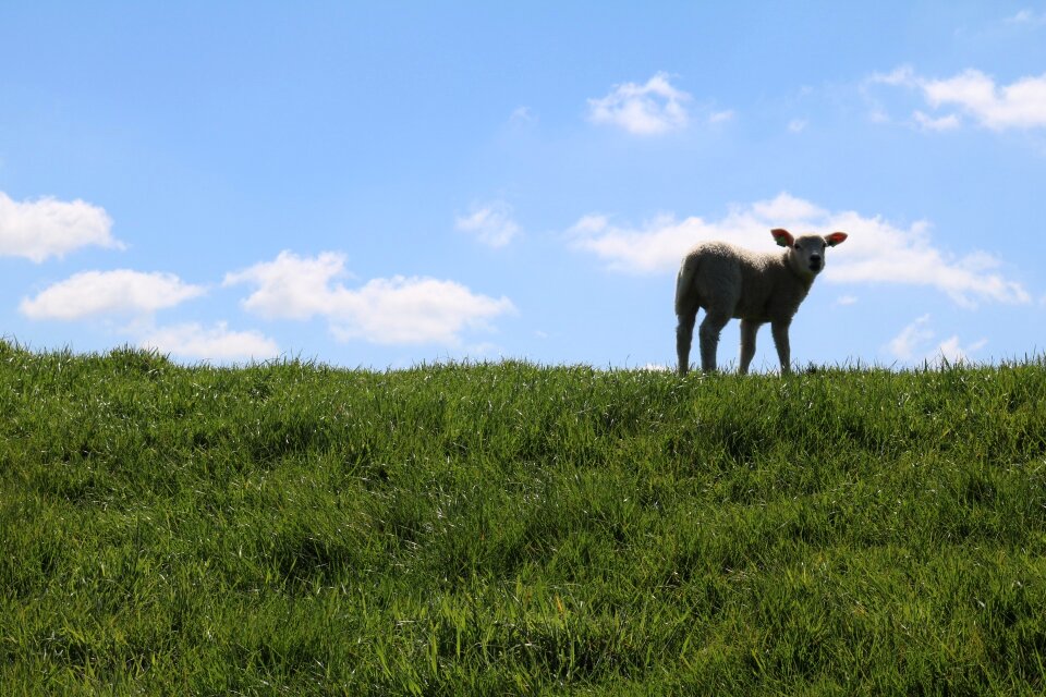 Dyke lamb cute schäfchen