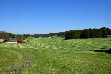 Hay spring grass