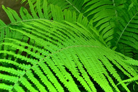 Fern leaves greens