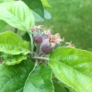 Tree fruit nature