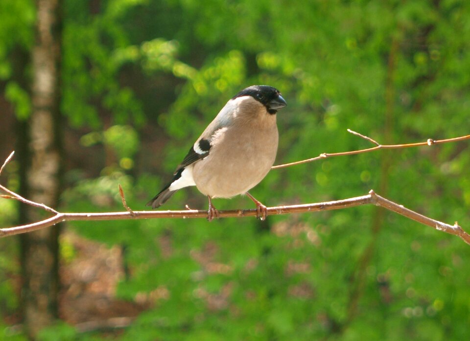 Pyrrhula fink finch
