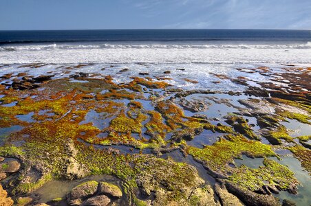 Water seaweed beautiful beaches