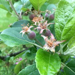 Apple tree fruit season