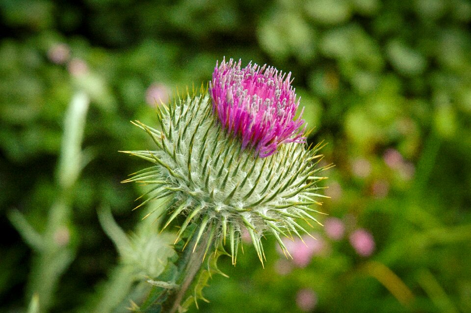 Purple plant flora