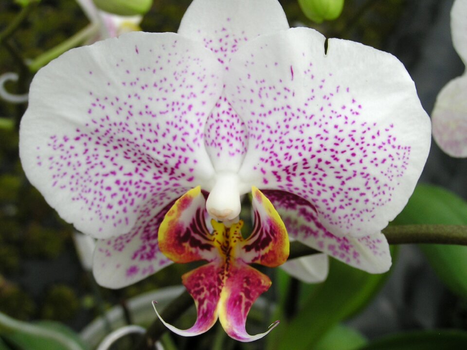 Pink orchid phalaenopsis petals