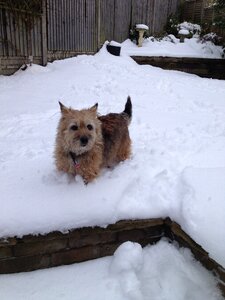 Happy adorable canine