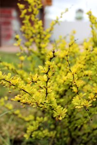 Barberry yellow bush photo