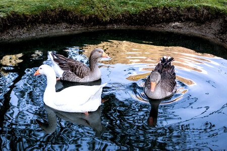 Bird animal farm