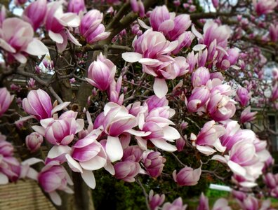 Flower bloom blooming