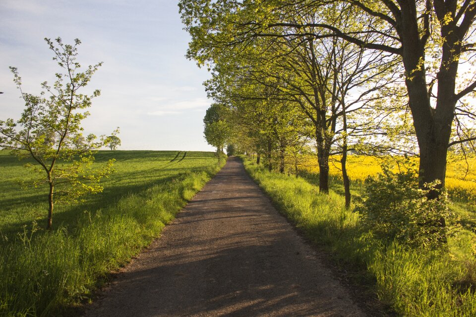Fields rapeseed corn