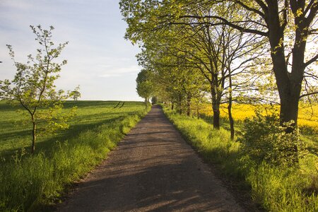 Fields rapeseed corn