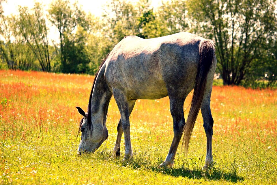 Meadow arabians thoroughbred arabian animal