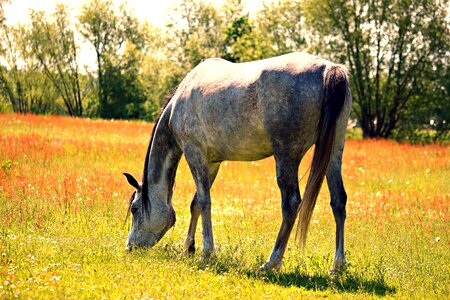 Meadow arabians thoroughbred arabian animal