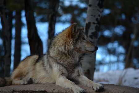Brown gray snow