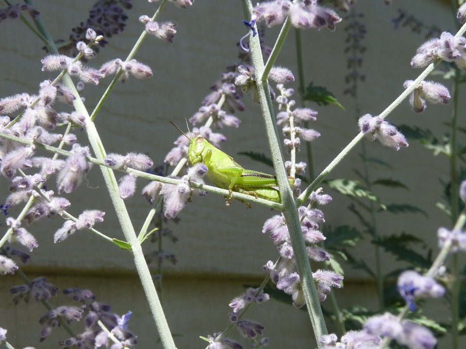 Bug sitting fauna