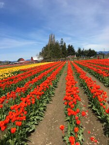 Tulip town washington colorful