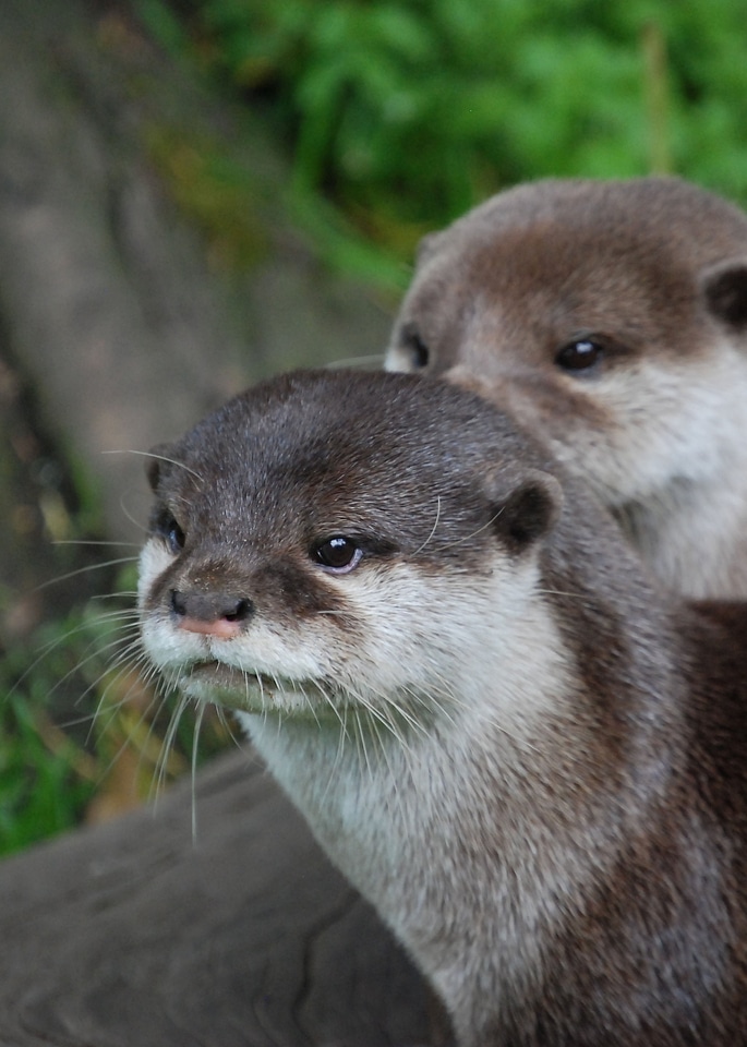 Mammal wildlife zoo