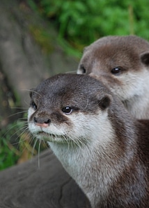 Mammal wildlife zoo