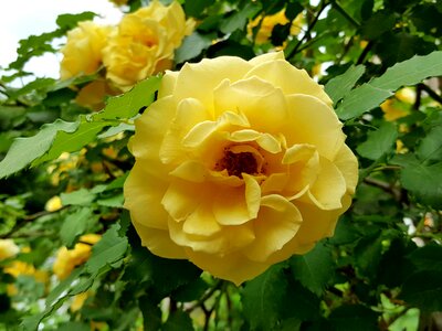 Yellow roses beautiful rose