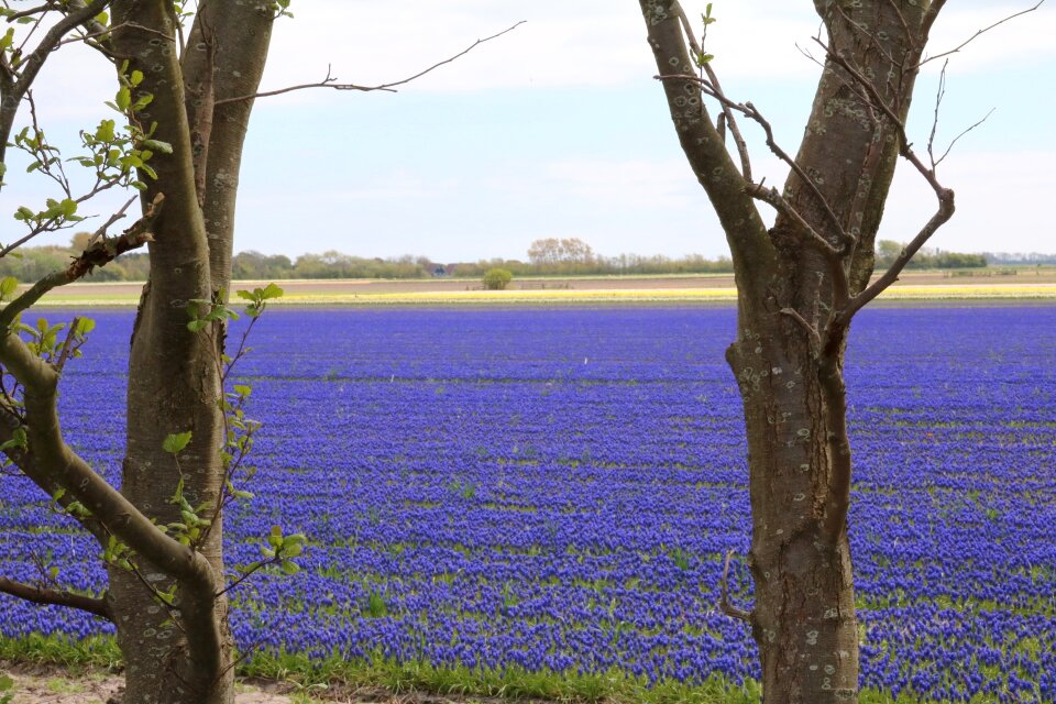 Muscari spring grape-hyacinth photo