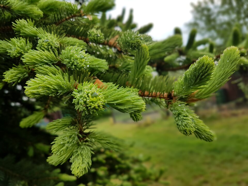 Spring green fir