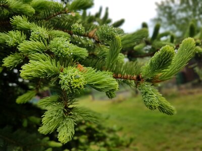 Spring green fir photo