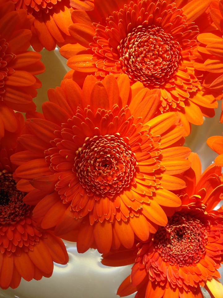 Round petals summer